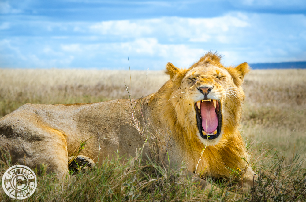 Tips for better Safari Photos - African safari - wildlife photography-1