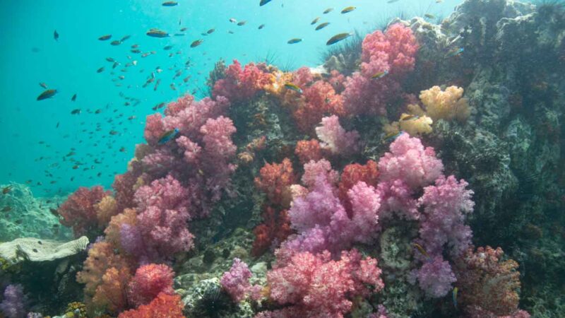 Corales blandos rojos y morados al bucear en Koh Lipe: los mejores sitios de buceo en la isla de Lipe