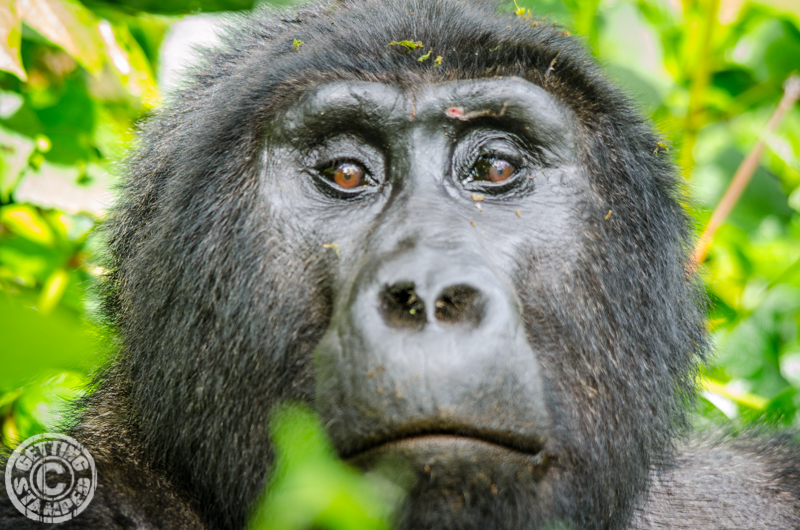 Gorilla Trekking Uganda-11