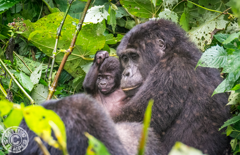 Gorilla Trekking Uganda-2