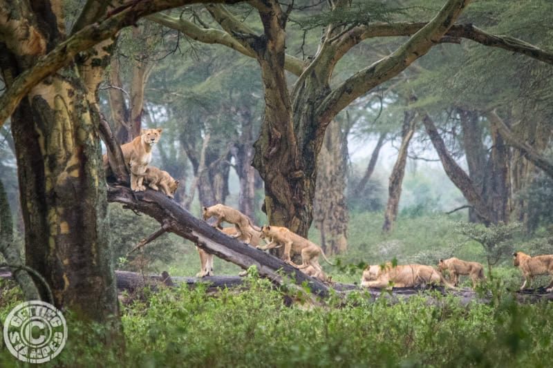 Lake Nakuru Game Drive - Kenya - Lions Tops-7