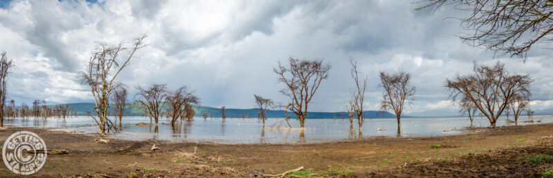 Lake Nakuru Pano Trees