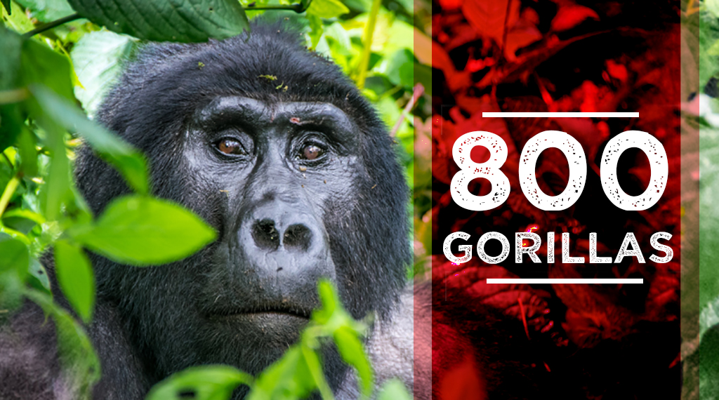 800 Gorillas