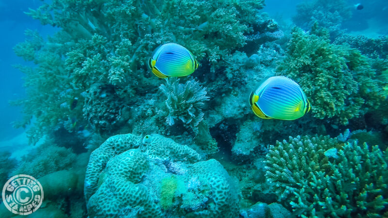Diving in Zanzibar-7