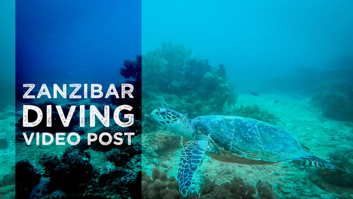 Diving in Zanzibar a Bucket List Dive
