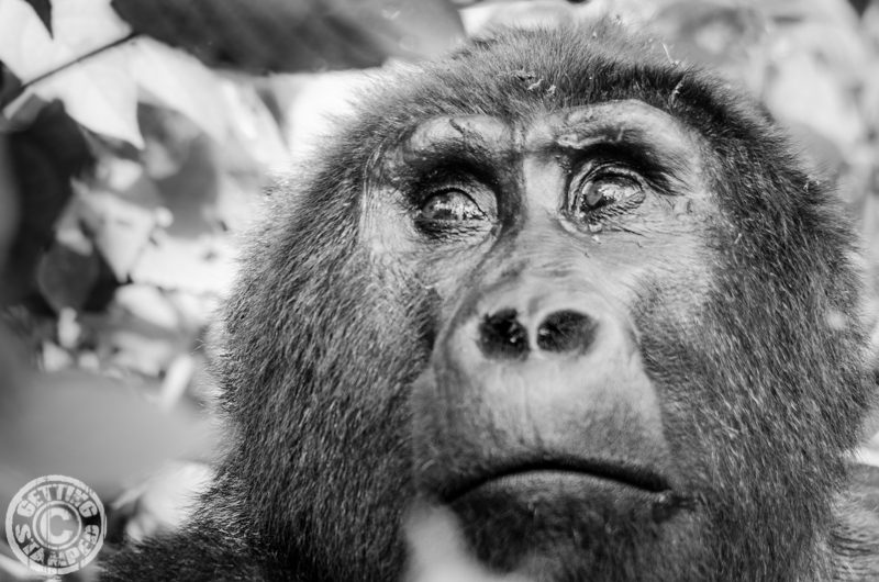 Gorilla Trekking Uganda-10