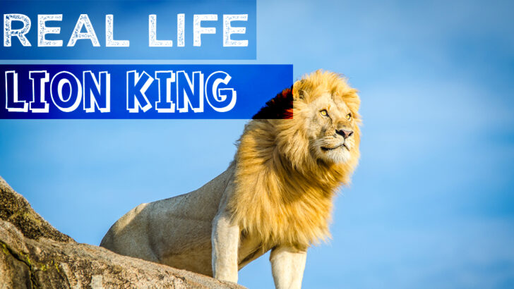 Real Life Lion King – The Serengeti