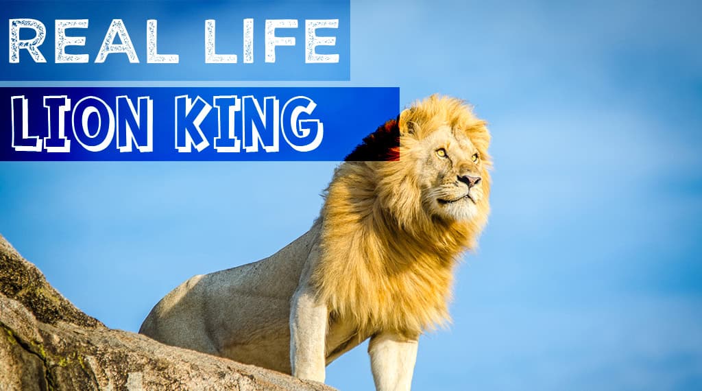 Real Life Lion King – The Serengeti