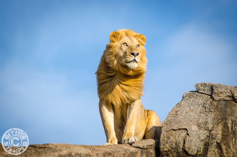 The Real Life Lion King2 Getting Stamped