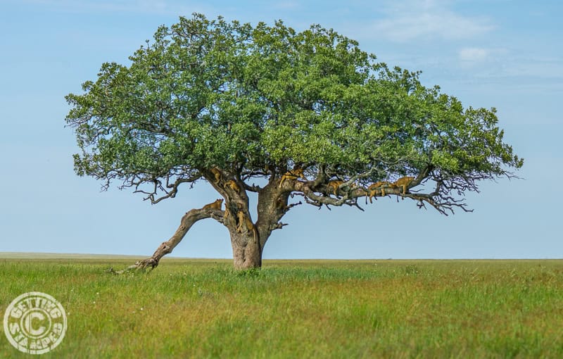 The Real Life Lion King-4