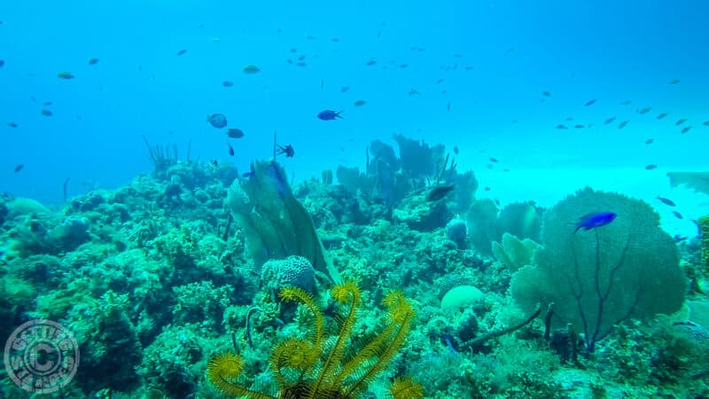 Jamaica Diving-15