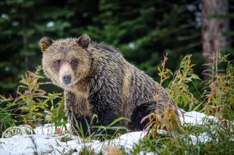 Wildlife - Grizzly Bear - Banff National Park - Things to do in Banff for the Non-Skier-1