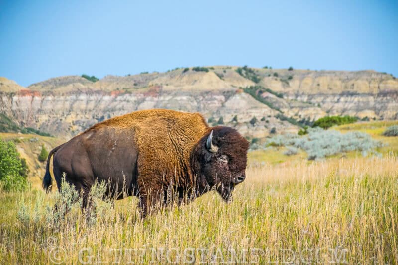 Hannah's favorite North Dakota - Theodore Roosevelt National Park-1