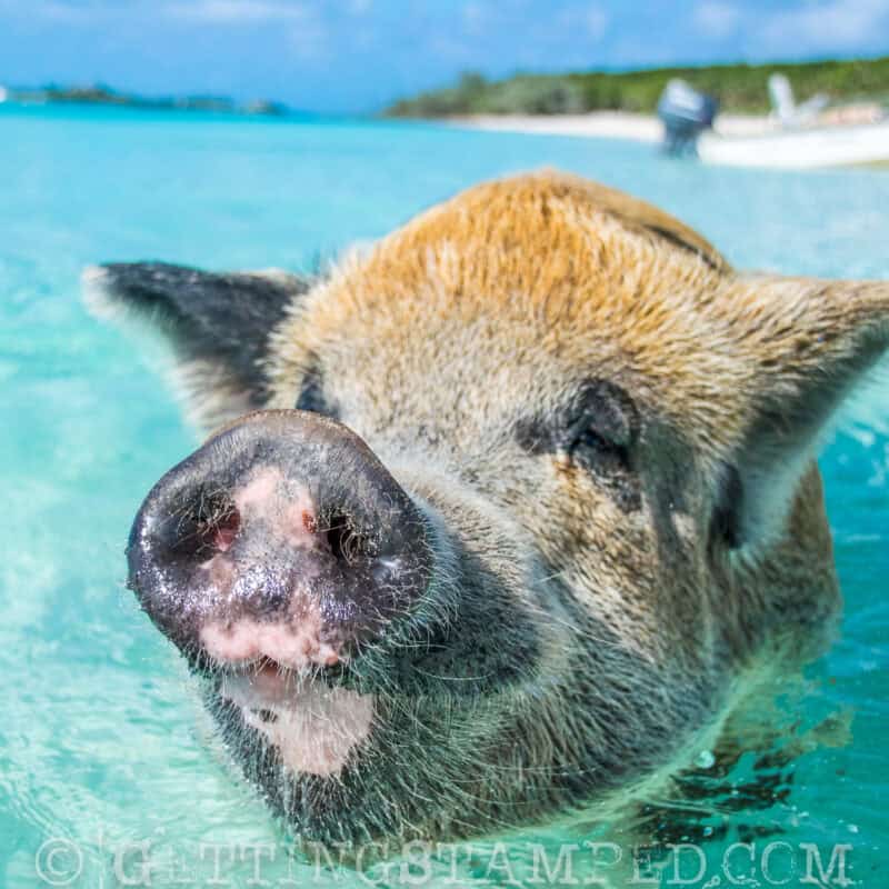 bahamas-exuma-swiming with the pigs-1