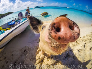 Swimming with the pigs snout