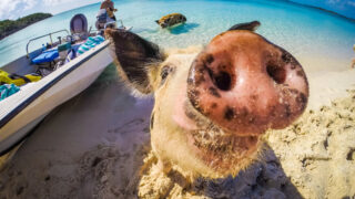 Swimming with the pigs snout