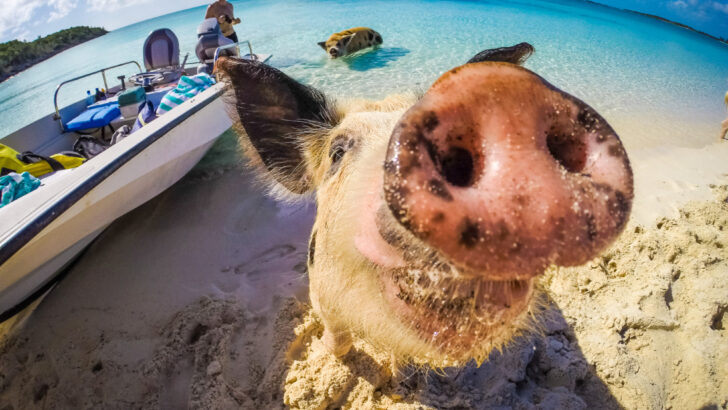 Swimming with the Pigs – Staniel Cay, Bahamas