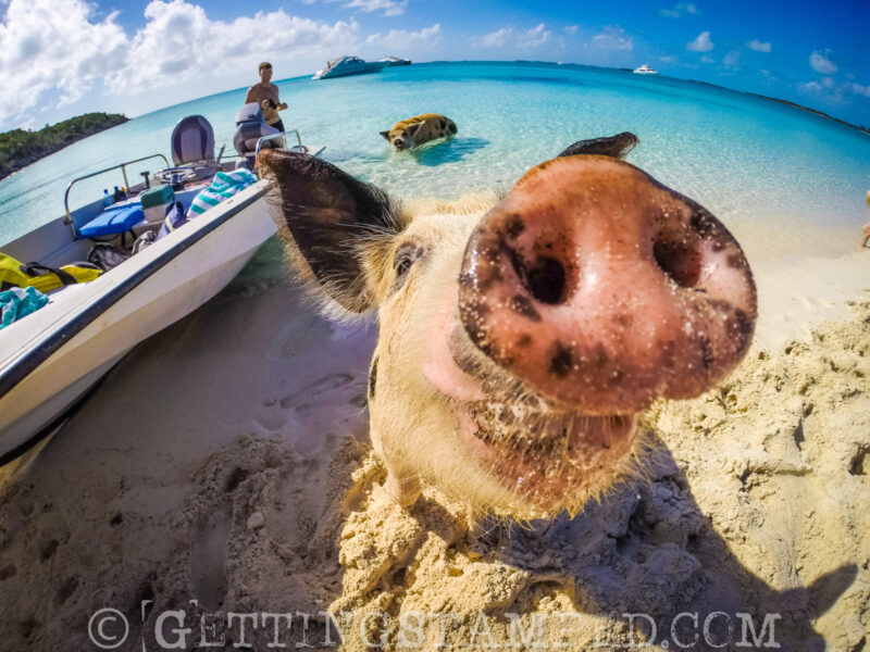 swimming with the pigs pig snout