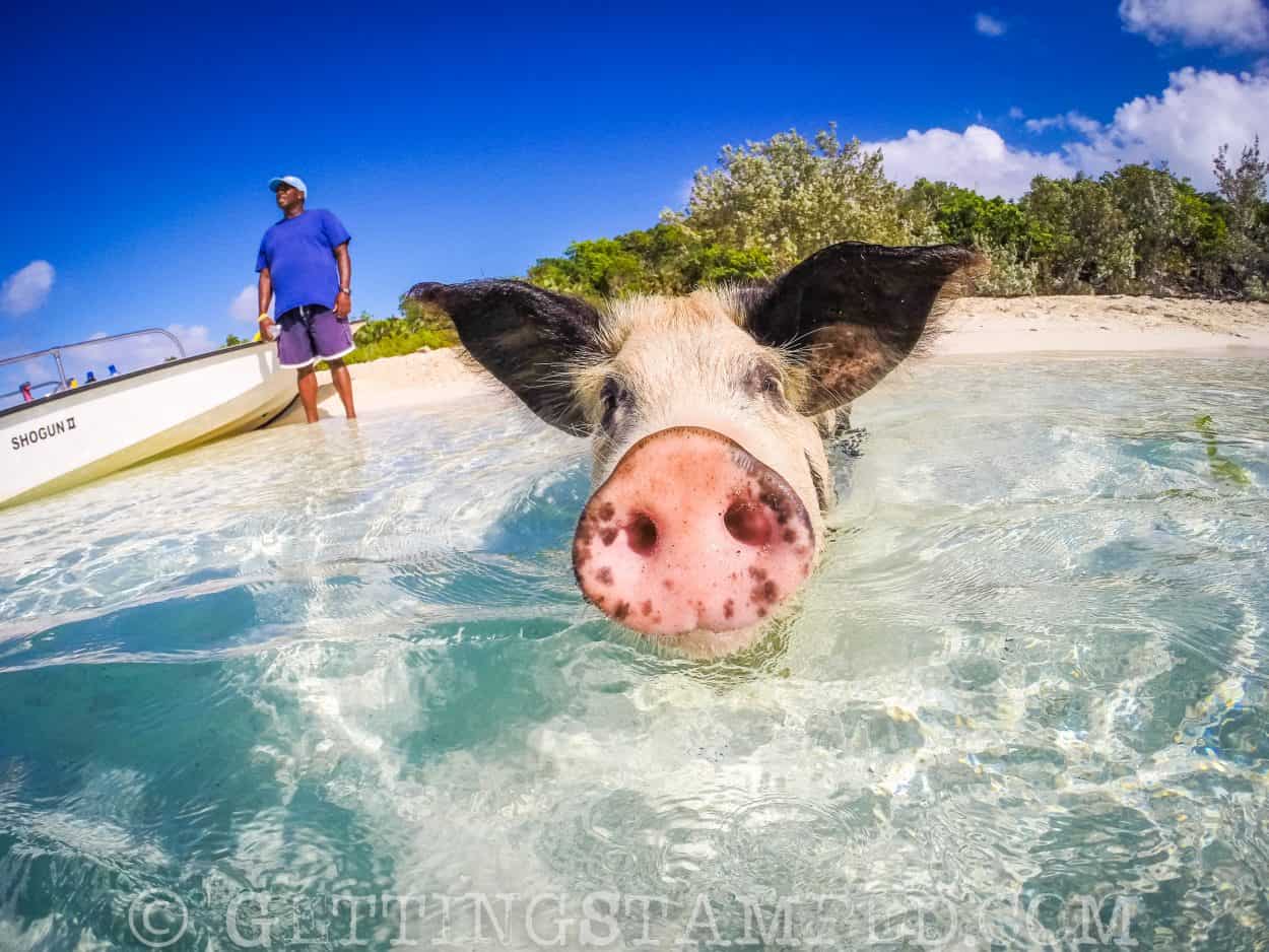 Swimming with the Pigs Staniel Cay, Bahamas