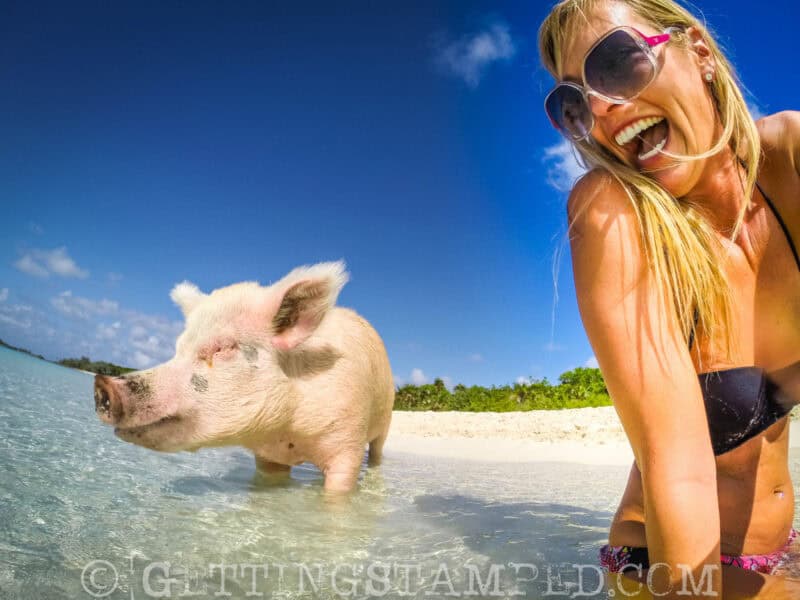 swimming with the pig Bahamas