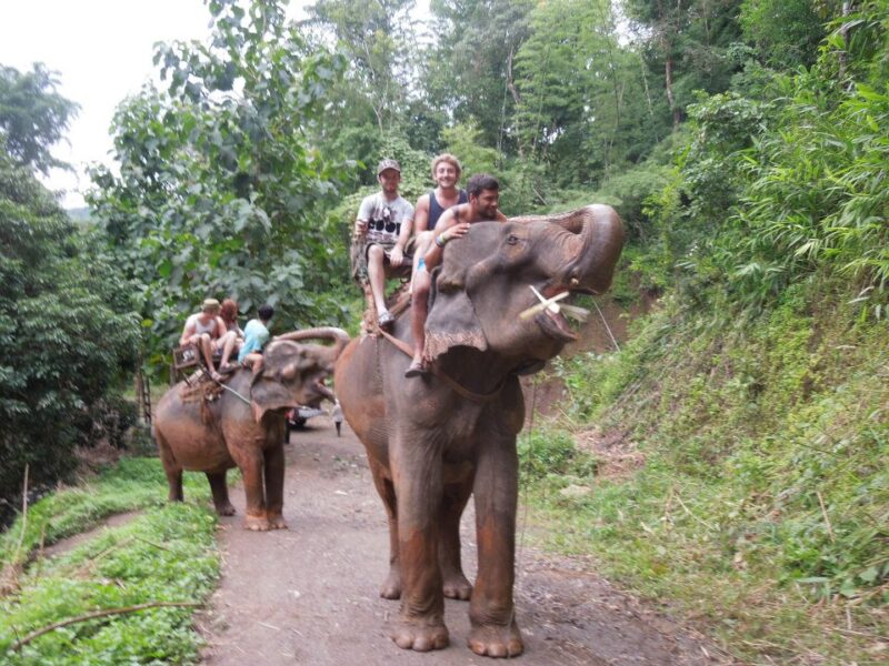 elephant riding Chiang Mai Activities