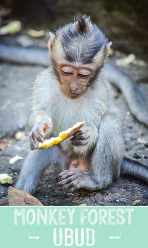 Ubud monkey forest pinterest