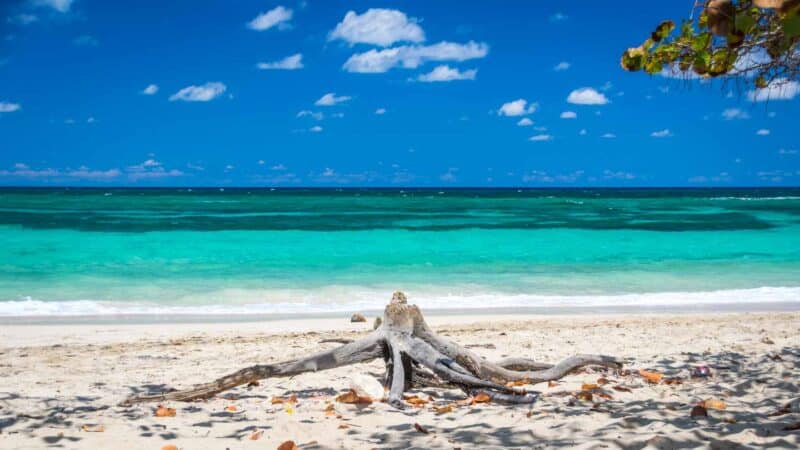 Tree Stump on the beach Playa Jibacoa Cuba