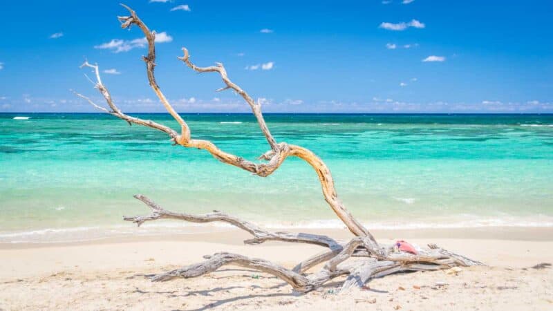 Driftwood on the beach Playa Jibacoa Cuba