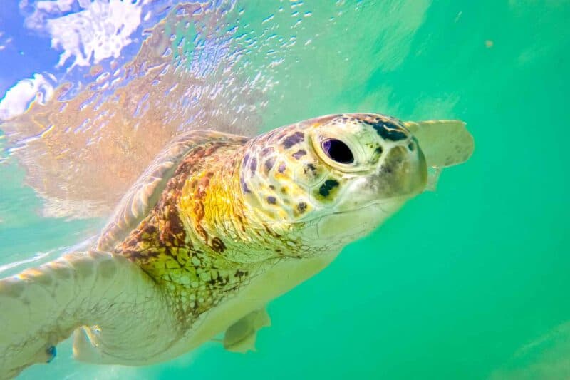 Playa-del-Carmen-guía-de-viajes-Cosas-para-hacer-en-Playa-del-Carmen-Nadar-con-las-tortugas-marinas-Akumal 