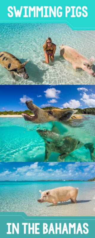 swimming with the pigs in the Bahamas