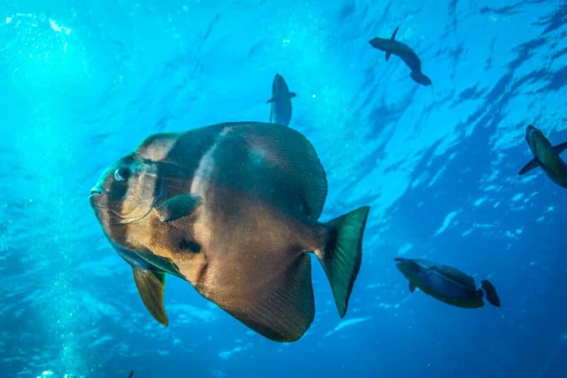 Bat fish seen on a dive with Ellaidhoo Maldives