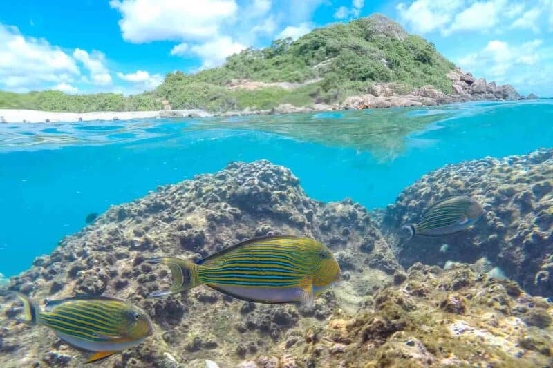 Snorkeling in Piegon Island National Park near Trincomalee - Best of Sri Lanka