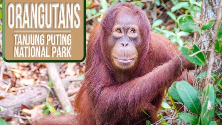 Borneo Orangutans In Tanjung Puting National Park