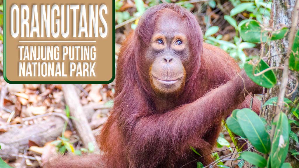 Borneo Orangutans In Tanjung Puting National Park