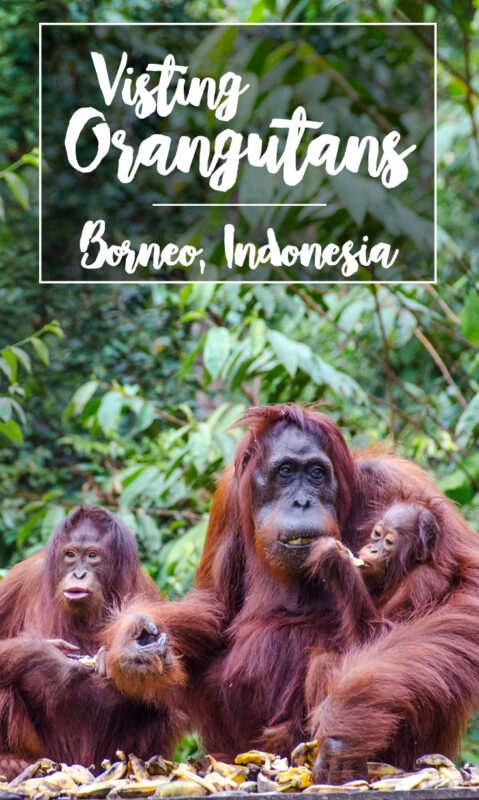 Orangutans Borneo Indonesia Tanjung Puting National Park pinterest image