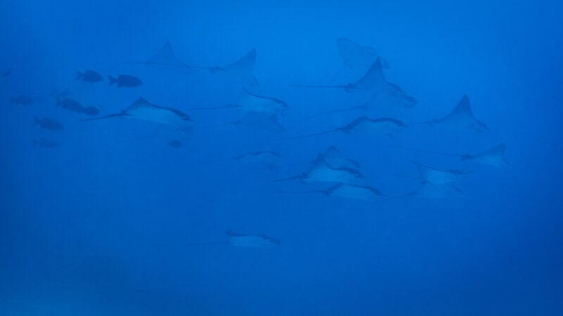 eagle rays in the Maldives seen diving in the Maldives