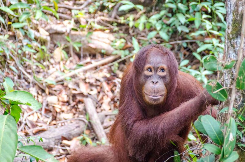 Borneo Orangutan Camp Leaky