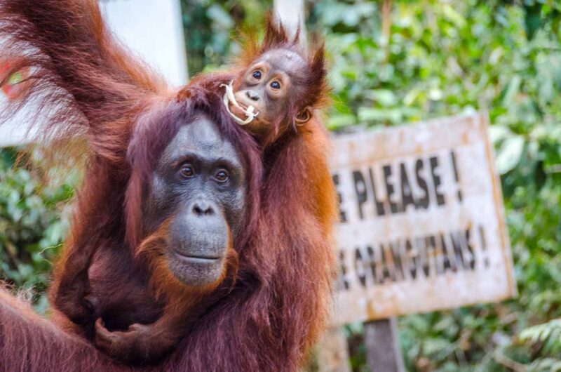 Borneo Orangutan mother and baby 