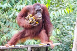 Hungry male orangutan in Tanjung Puting National Park