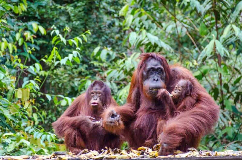 Orangutan Family Eating 