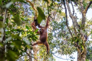 Orangutan swimming from the trees in Tanjung Puting National Park Indonesia