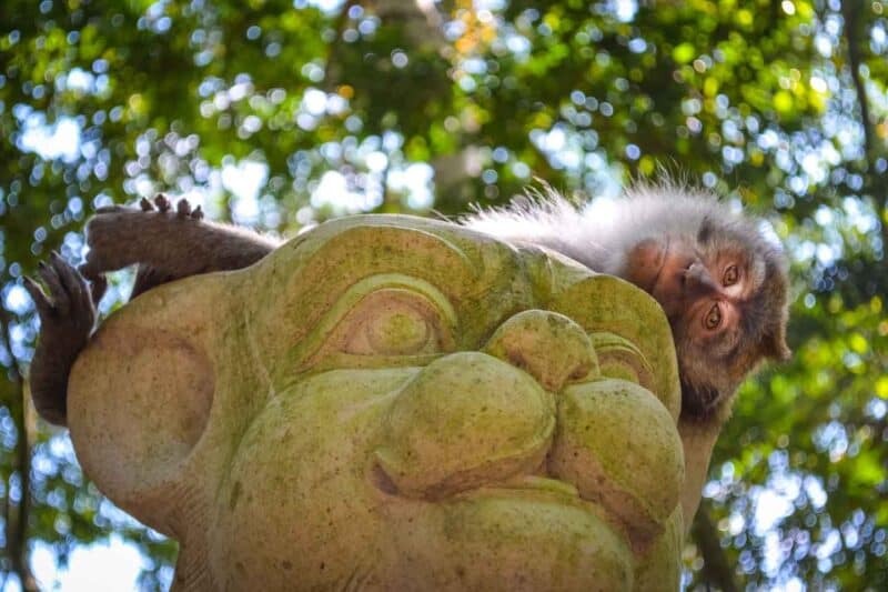 Monkey at Ubud Monkey Forest Bali