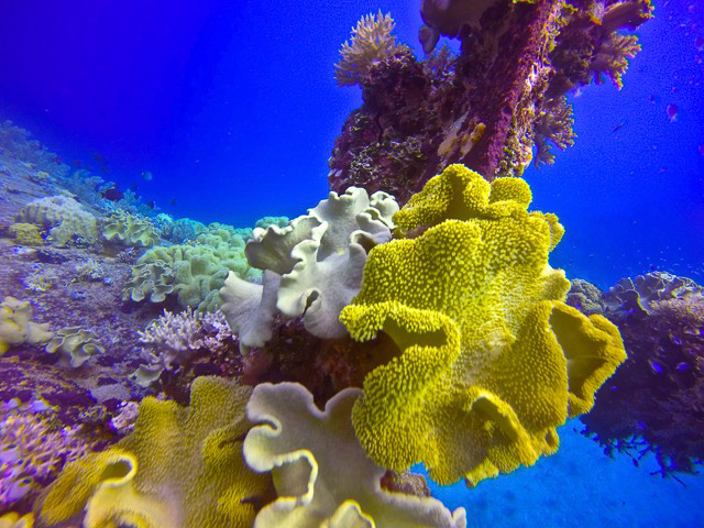 coral in Wakatobi Indonesia