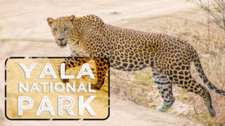 Leopard walking across the road in Yala National Park
