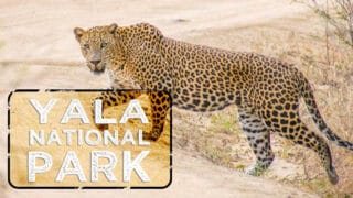 Leopard walking across the road in Yala National Park