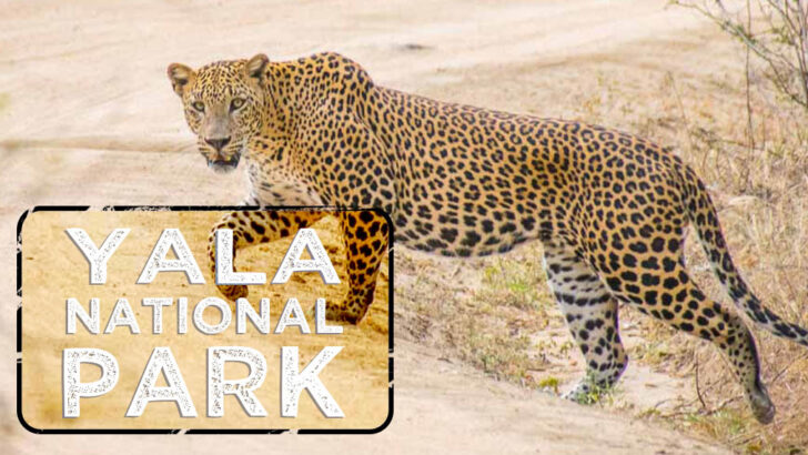 Leopard Spotting in Yala National Park Safari