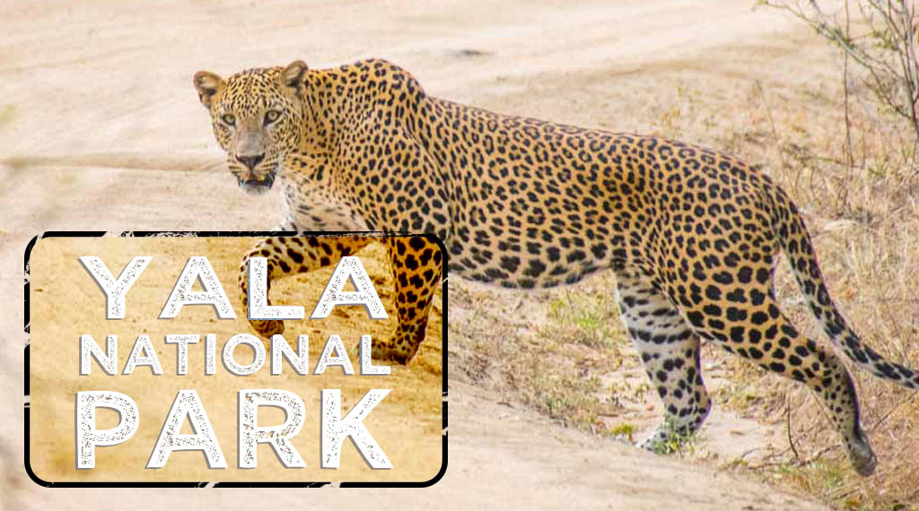 Leopard walking across the road in Yala National Park