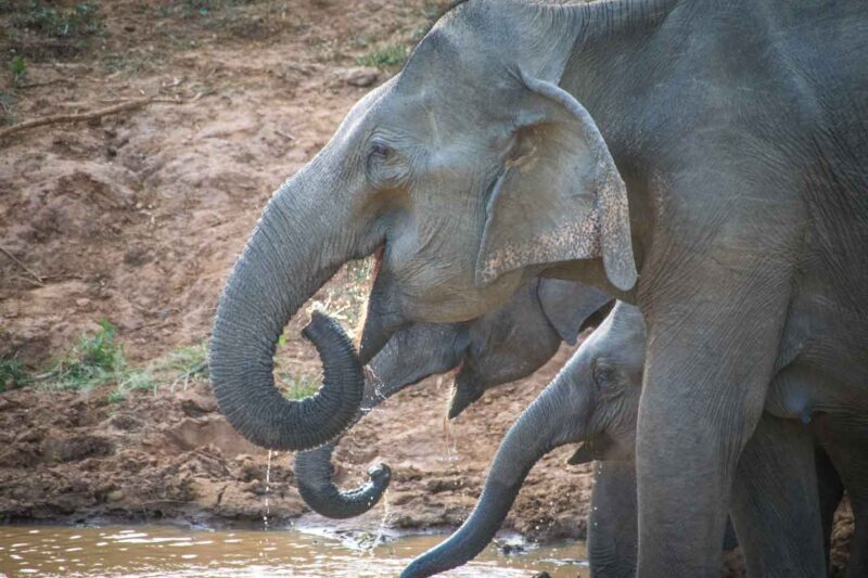Elephants drinking at a watering hole in Yala National Park.