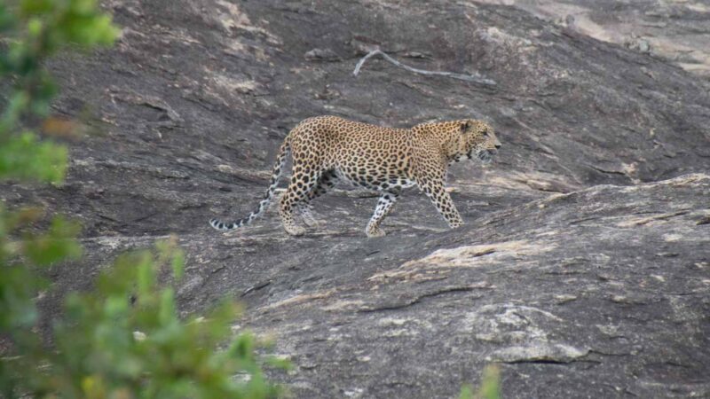 Leopard on rock Yala National Park