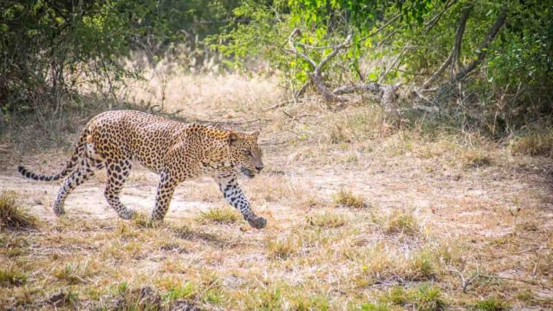 Leopard in Yala National Park